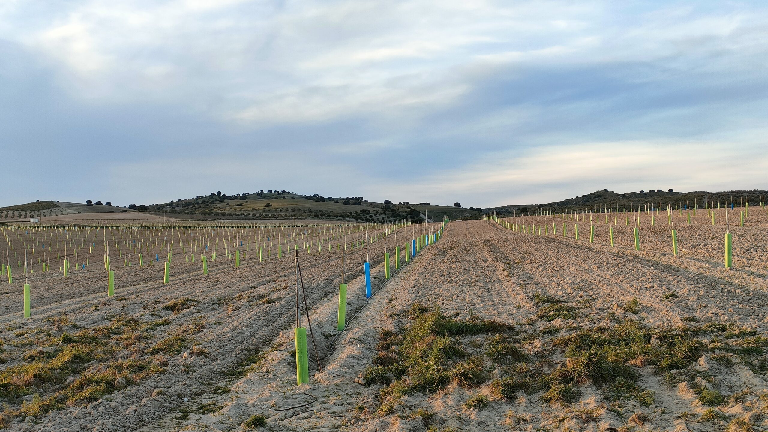 reforestación inundaciones
